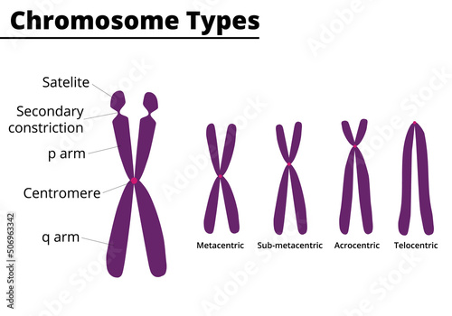 Chromosome parts. Chromosome type of according position of centromere: metacentric, submetacentric, acrocentric, telocentric. Vector illustration.