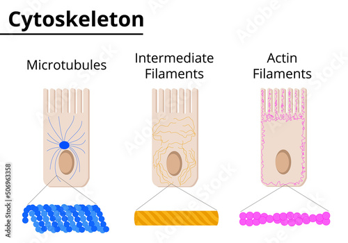 Different structures of cytoskeleton. Microtubules, intermediate filaments and actin filaments. Vector illustration. photo