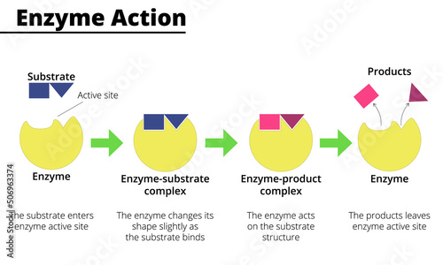 Scheme of enzyme action on a substrate. Vector illustration.