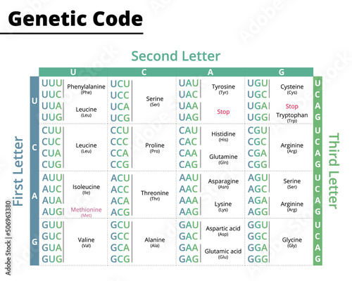 Chart of genetic code. RNA codons to protein synthesis. Vector illustration. photo