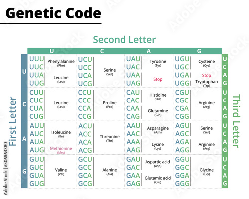 Chart of genetic code. RNA codons to protein synthesis. Vector illustration.