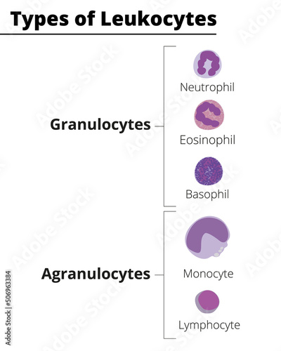 Types of white blood cells. Granulocytes and agranulocytes. Neutrophil, Eosinophil, Basophil, Lymphocyte, Monocyte. Vector illustration.