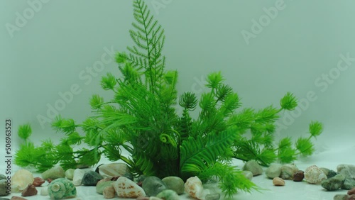 Process of plant growing in time lapse . Phytology , botanical , biology concept . Growth green flower inside aquarium or greenhouse . White background . Many little stones under the plant . 