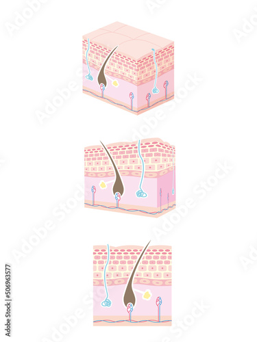 肌の断面図