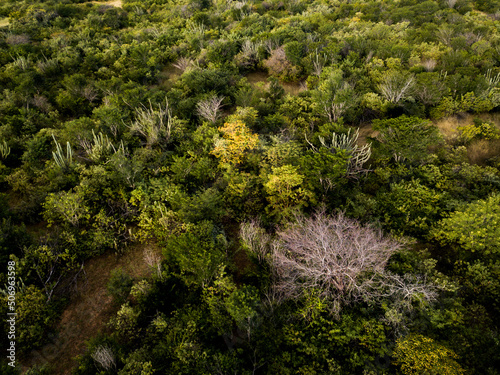 vista aérea de floresta de caatinga, vegetação nativa do nordeste do brasil