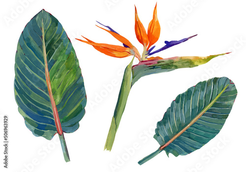 Bird of paradise flower and leaves. Hand drawn isolated botanical illustration