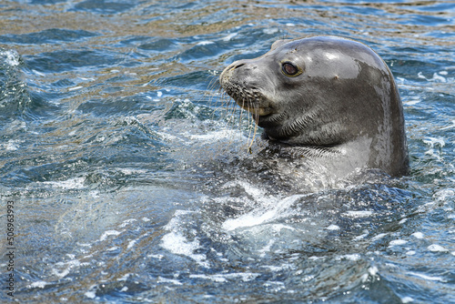 The Hawaiian monk seal (Neomonachus schauinslandi) is one of the most endangered seal species in the world. photo