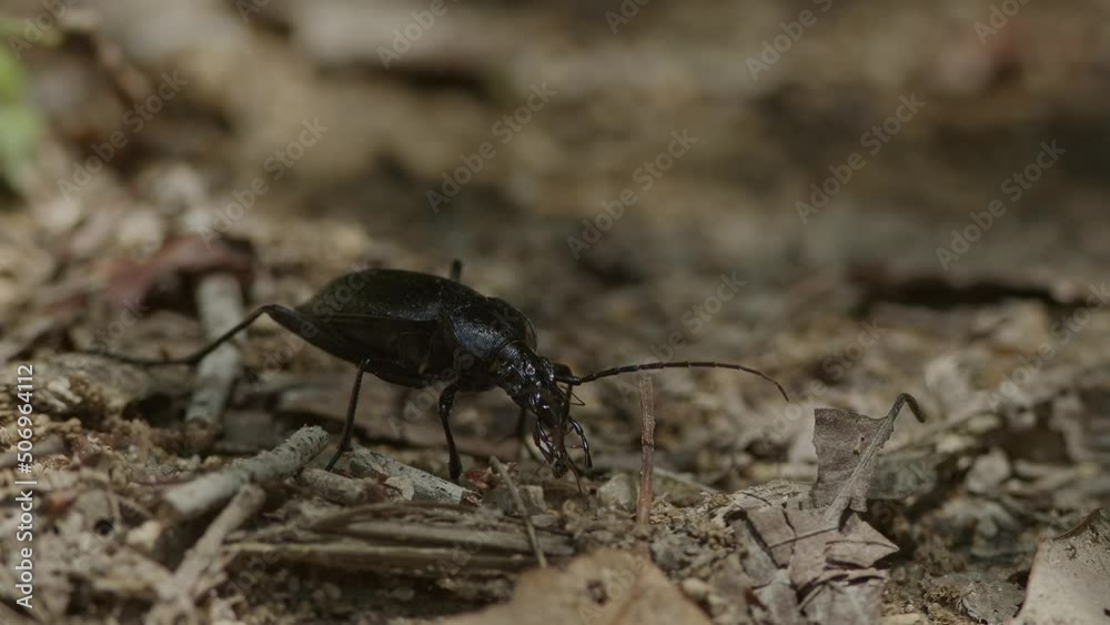 Black beetle remains motionless while ants investigate. Black beetle remains motionless while ants investigate.