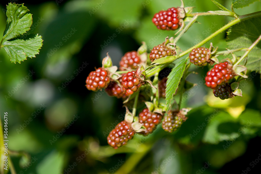 Blackberries ripening in a wild patch in Ontario. Blackberries ripening in a wild patch in Ontario.