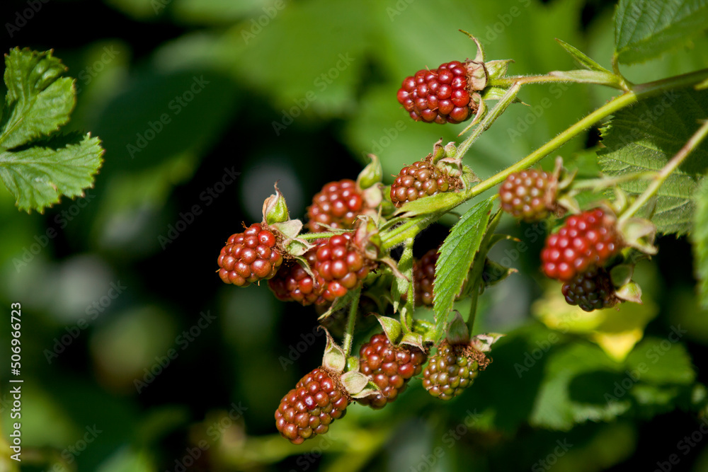 Blackberries ripening in a wild patch in Ontario. Blackberries ripening in a wild patch in Ontario.