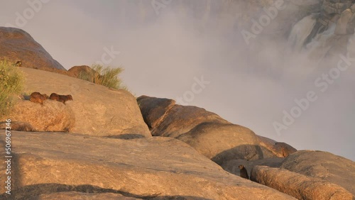 Rock Hyrax bask in sunshine on massive granite boulders alongside the Augrabies Falls canyon, mist spraying up behind