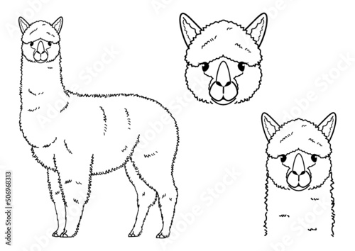 Huacaya Alpaca line art set