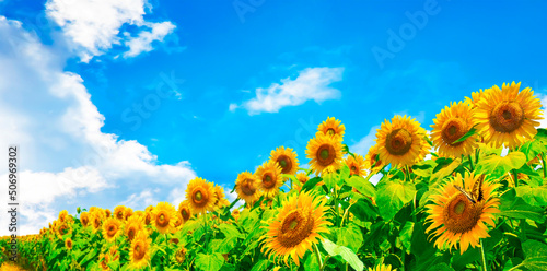 Image of sunflower field in full bloom