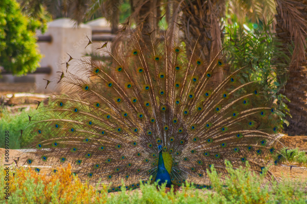Obraz premium peacock