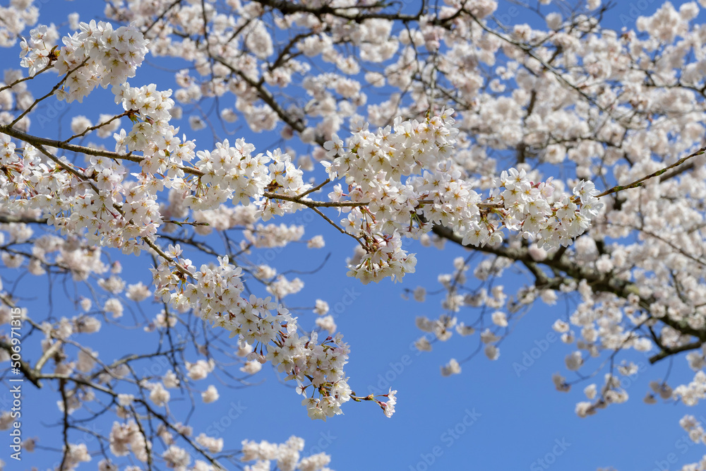 静岡県駿東郡小山町　富士霊園の桜並木