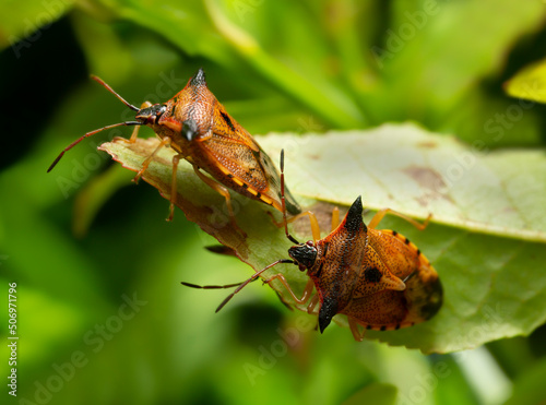 Shield bugs, Elasmucha ferrugata on blueberry leaf photo