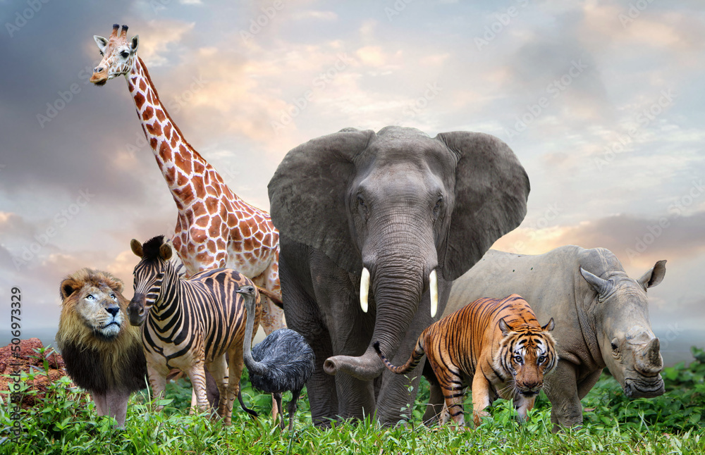 group of wildlife animals in the jungle together - obrazy, fototapety, plakaty 