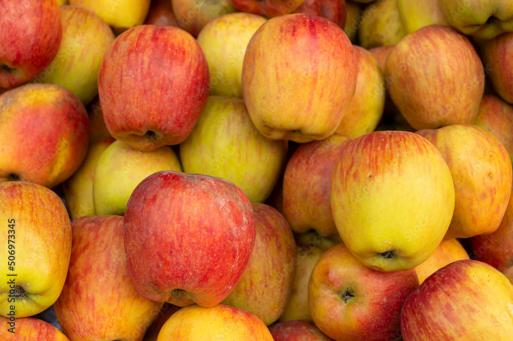 Bunch of Apples, scientific name Malus domestica, an edible fruit produced by an apple tree, are displayed for sale at New Market area, Kolkata, West Bengal, India. Bunch of Apples, scientific name Malus domestica, an edible fruit produced by an apple tree, are displayed for sale at New Market area, Kolkata, West Bengal, India.