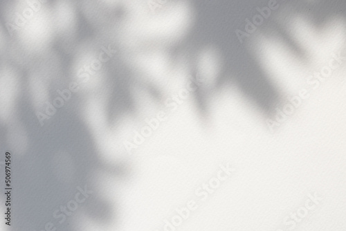 Sunlight branches shadows on abstract white wall background texture