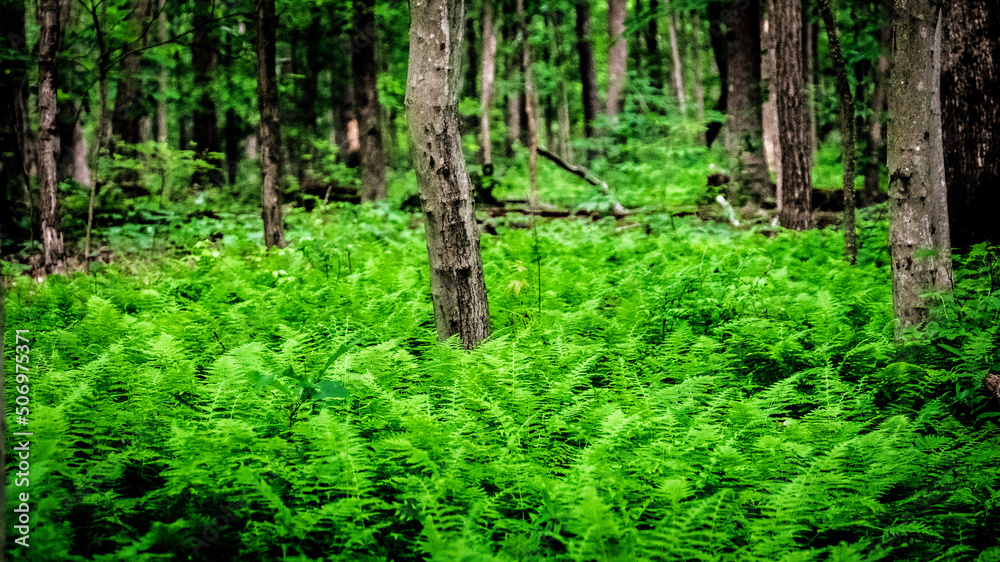 forest in the morning