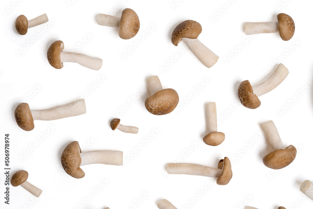 Top view fresh shimeji mushrooms pattren on white background. Top view fresh shimeji mushrooms pattren on white background.