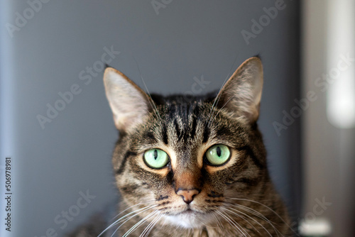 Portrait of a big striped purebred cat looks into the camera.
