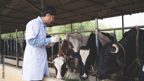 Veterinarian checking on his livestock and quality of milk in the dairy farm .Agriculture industry, farming and animal husbandry concept ,Cow on dairy farm eating hay,Cowshed.