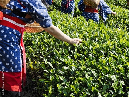 Shizuoka, Japan - May 22, 2022: Tea picking or handpicking tea harvesting in Shizuoka, Japan
 photo