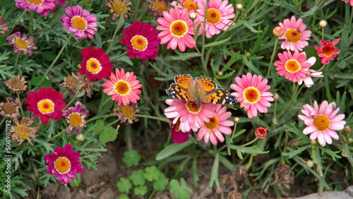 Painted lady butterfly on the flowers in the town square   in San Antonio de Ibarra  Ecuador