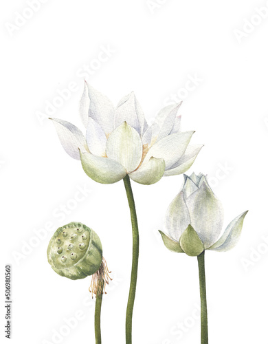 lotus flowers and leaves hand drawn watercolor on white