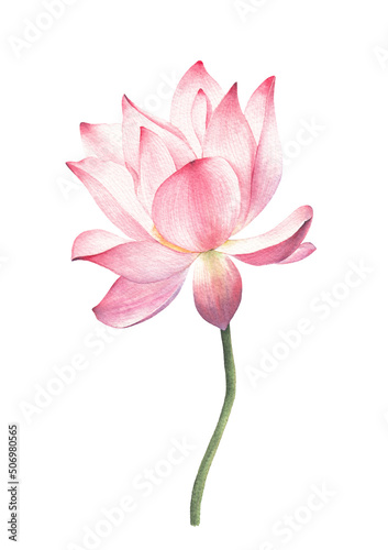 lotus flowers and leaves hand drawn watercolor on white