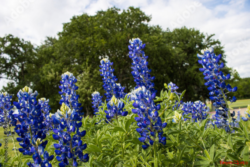 Texas Bluebonnets