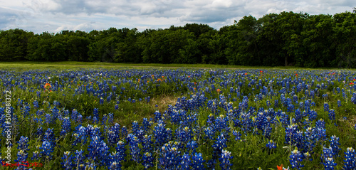 Texas Bluebonnets