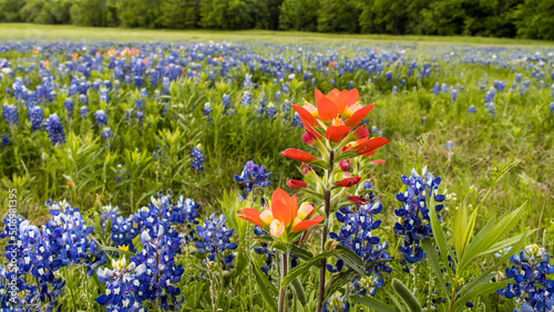 Texas Bluebonnets and Indian Paintbrush