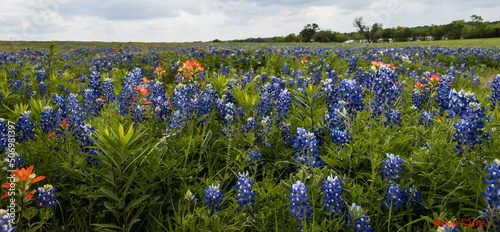 Texas Bluebonnets and Indian Paintbrush