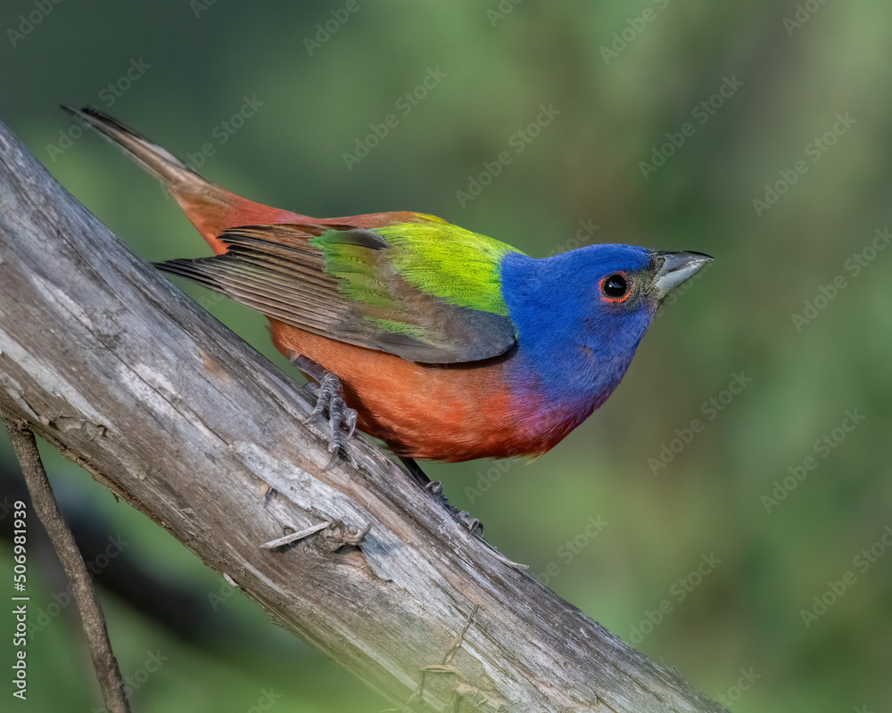 Fototapeta premium Male Painted Bunting