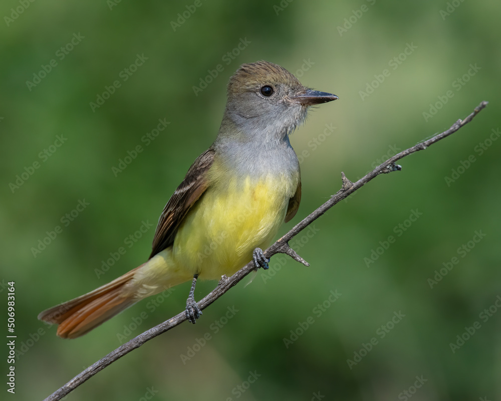 Fototapeta premium Great Crested Flycatcher