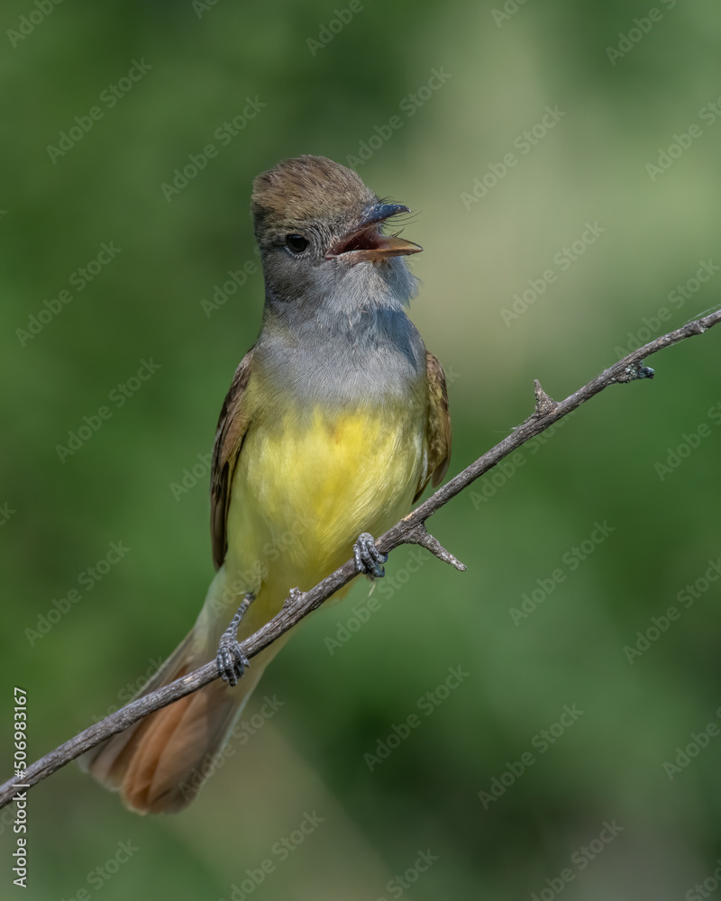 Great Crested Flycatcher