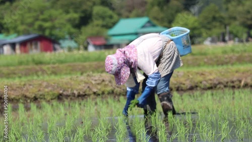 田植え作業をしている女性　水田　農業 photo