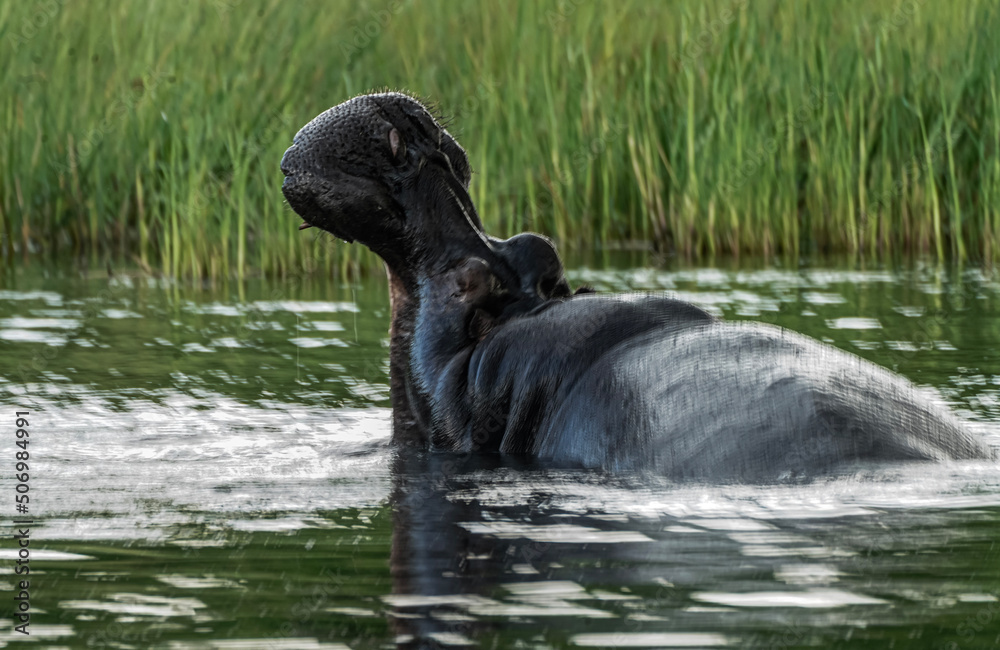 Naklejka premium black swimming