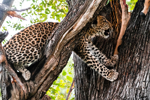 leopard on tree