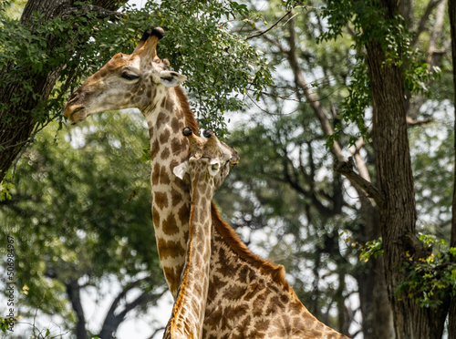 Canvas Print giraffe in the zoo
