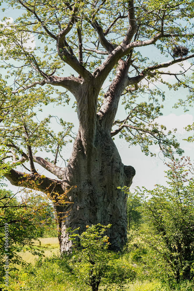 Fototapeta premium old oak tree