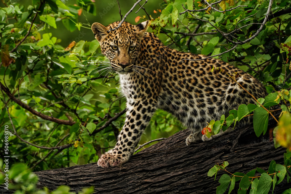 leopard in the tree leopard in the tree