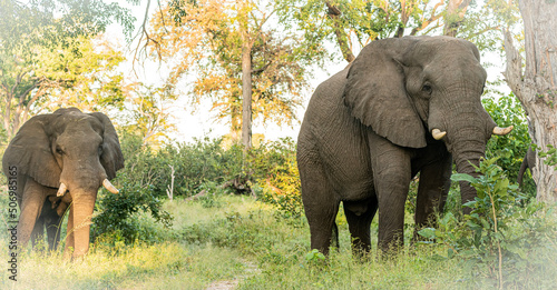 Photography elephants in the wild