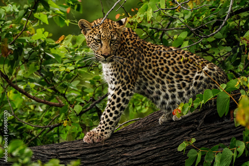 leopard in the tree © Terry