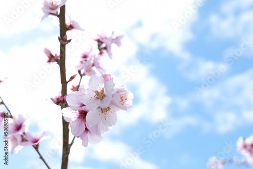 Valokuva almond flower