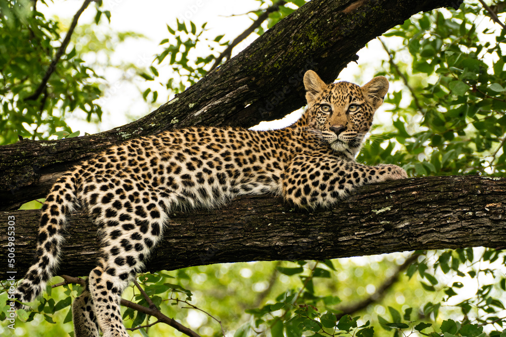 leopard in the tree - obrazy, fototapety, plakaty 
