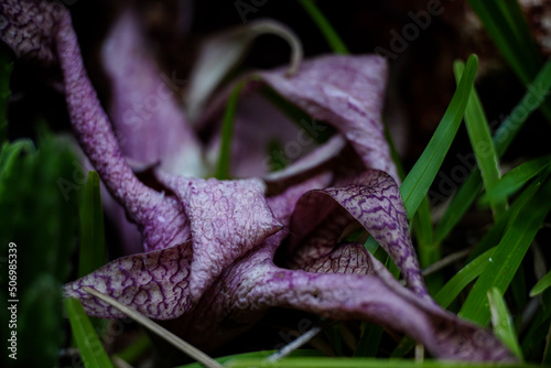 purple and yellow