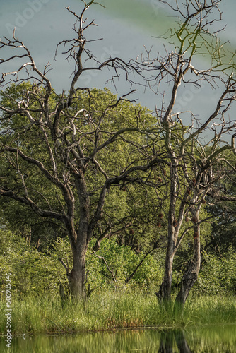 old oak tree